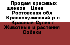 Продам красивых щенков › Цена ­ 6 000 - Ростовская обл., Красносулинский р-н, Красный Сулин г. Животные и растения » Собаки   